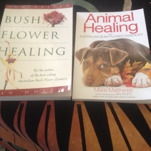 animal healing
