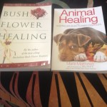 animal healing